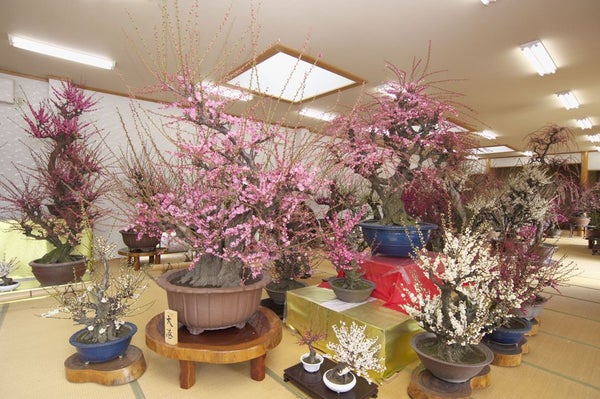 春香るお座敷盆梅と佐賀城下ひなまつり🎎日帰りバスツアー🚌1